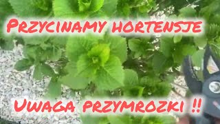 Przycinanie hortensji ogrodowej  ratujemy zmarznięte hortensje  przymrozki [upl. by Deragon]