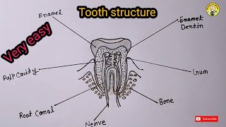 tooth structure diagramhow to draw very easy [upl. by Magena]