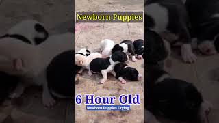 Newborn Puppy Crying for Mother  Puppies crying for milk shorts [upl. by Dewie]