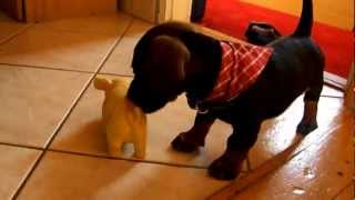 Dachshund puppy barking [upl. by Allets]