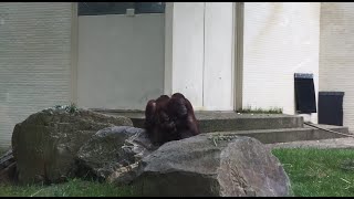 Baby orangoetan Sabbar naar buiten in Ouwehands Dierenpark [upl. by Schonthal668]