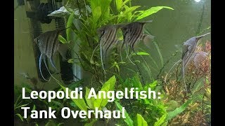 Leopoldi Angelfish Tank Overhaul amp Fish Sent to Lucas Bretz [upl. by Finley345]