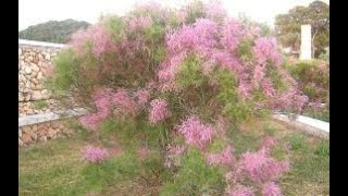 Вишня Prunus Груша Pyrus Гребенщик Tamarix Лиственные растения17 Deciduous plants17 [upl. by Smail]