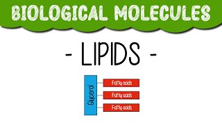 A Level Biology quotLipidsquot [upl. by Tsyhtema18]