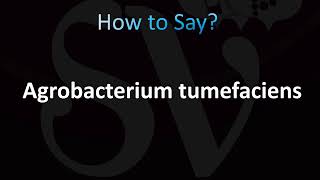 How to Pronounce Agrobacterium tumefaciens Correctly [upl. by Arinayed]