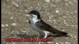 Hirondelle de Fenêtre  Common House Martin  Delichon Urbicum [upl. by Asirram369]