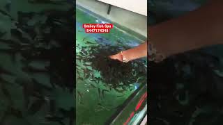 Hybrid Doctor Fish Best Price Shop delivery All India shop contact bulk quantity buyers Smiley Fish [upl. by Thadeus]