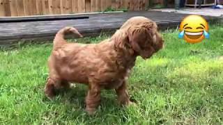 Cockapoo puppys first day home [upl. by Nnaeinahpets42]