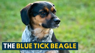 Blue Tick Beagle 10 Interesting Facts About This Hunting Companion [upl. by Otaner]