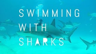 SWIMMING WITH SHARKS in Bahamas  Nuotare con gli squali alle BAHAMAS [upl. by Ximena729]