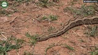 Daboia russelii  Russells Viper  Rakthapinjara [upl. by Fritts]