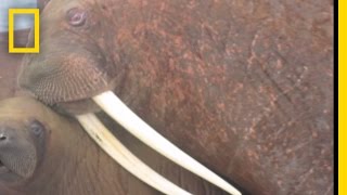 Walruses Swarm Beaches as Ice Melts  National Geographic [upl. by Snook]