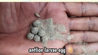 antlion larvae hunting  antlion life cycle half life  antlion real life [upl. by Goodhen]