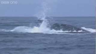 Humpback whales attempt to stop killer whale attack  Planet Earth Live  BBC [upl. by Goren]