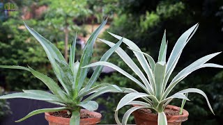 Super Easy Method to Grow Agave Angustifolia or Century Plant  How to Propagate Agave Angustifolia [upl. by Eelana]