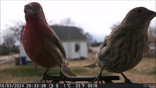 TECHNAXX FULL HD Birdcam TX 165ğŸ¦ [upl. by Pyszka]