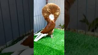 BeautifulJacobinPigeons JacobinPigeons JacobinPigeon short shorts foryou shortvideo pets [upl. by Horatia]