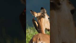 Oxpecker Bird Searching for parasite Wincent ZoNsC bird nature wildlife [upl. by Iy]