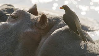 Oxpeckers Take Advantage of Their Hippo Hosts [upl. by Leiram]