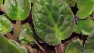 Quick scan on this African Violet plant without any Flowers [upl. by Nelon757]