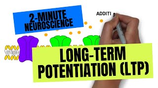 2Minute Neuroscience LongTerm Potentiation LTP [upl. by Seale]