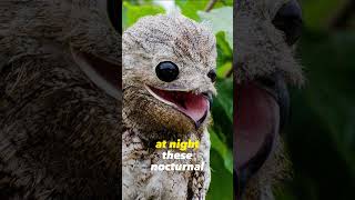 The Ghost Bird Potoo Bird Camouflage [upl. by Budge]