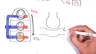 Respiratory System Physiology  Ventilation and Perfusion VQ Ratio Physiology [upl. by Raines607]