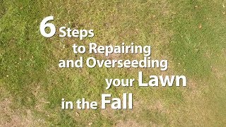 6 Steps To Repairing And Overseeding Your Lawn in the Fall [upl. by Dickson887]