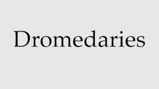 How to Pronounce Dromedaries [upl. by Cassiani]