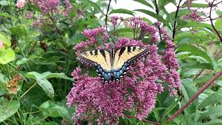 Joe Pye Weed Plant Profile [upl. by Winfield]