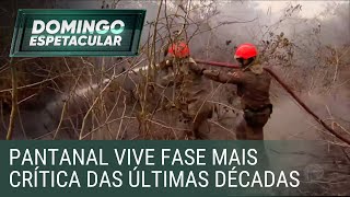 Pantanal agoniza com seca histórica queimadas e morte de animais [upl. by Dnalyk]