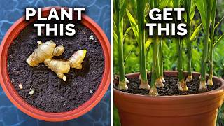 How to Grow Ginger in Containers And Get a Huge Harvest [upl. by Simson]