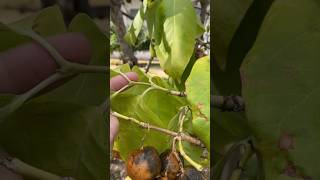 Vangueria madagascariensis on Zamorano campus [upl. by Mattheus]