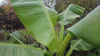 So überlebt deine Bananenpflanze den Winter im Garten [upl. by Kaiser403]