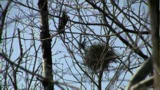 CORBEAU Freux  Corvus frugilegus  La Corbeautière  BRUITX [upl. by Ellecrag]