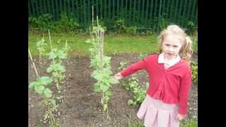 North Ferriby School introduce their Sunflowers [upl. by Gabrielle865]