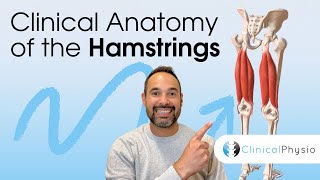 Clinical Anatomy of the Hamstrings  Expert Physio Guide to Key Hamstring Muscle Anatomy [upl. by Aynna789]