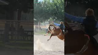 Bucking bronc riding buckaroos shorts rodeo horse cowboys [upl. by Arobed]