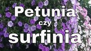 SUPERTUNIA PIĘKNE KOMPOZYCJE KWIATOWE  PETUNIA I SURFINIA W DONICY [upl. by Akinnor940]