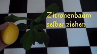 Zitronenbaum selber ziehen züchten pflanzen so wirds gemacht Zitronenkern einpflanzen [upl. by Anilahs]