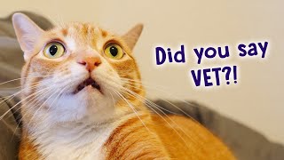 How To Help Your Cats Deal with Stress new cats vet visits moving house [upl. by Reltuc]