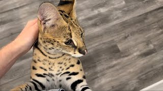 Serval Cat Meows for Quail [upl. by Adao108]