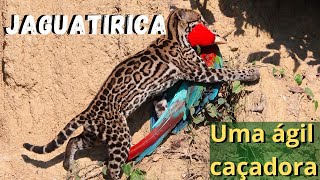 VOCÊ VAI FICAR ESPANTADO COM ESSE VÍDEO AS CAÇADAS DA JAGUATIRICA UM FELINO COM MUITA HABILIDADE [upl. by Kurt]