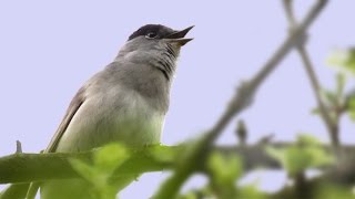 The Song amp Calls of the Blackcap [upl. by Nurat]