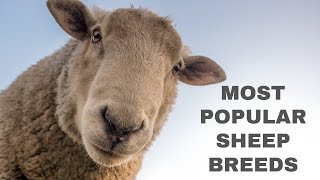 What are Some of the Most Popular Sheep Breeds [upl. by Hannibal525]