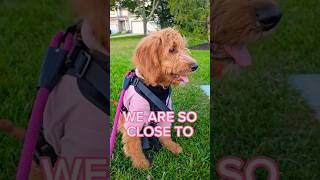 😱PLEASE THIS PUPPY NEEDS 1 SUBSCRIBER😱 shorts puppy dog [upl. by Bledsoe]