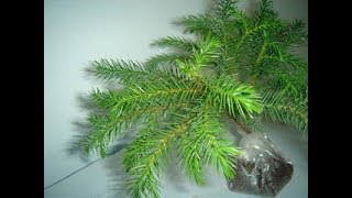 Araucaria heterophylla The Norfolk Pine [upl. by Sumetra]