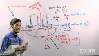 Bio Recall A to Z from F to A  AL Biology  Part 2 [upl. by Kennan]