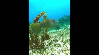 Scrawled Filefish fish filefish underwater coralreef scrawledfilefish [upl. by Jacqui]