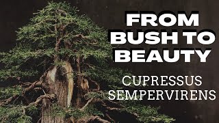 From Bush to BeautyCupressus Sempervirens [upl. by Nathanoj461]